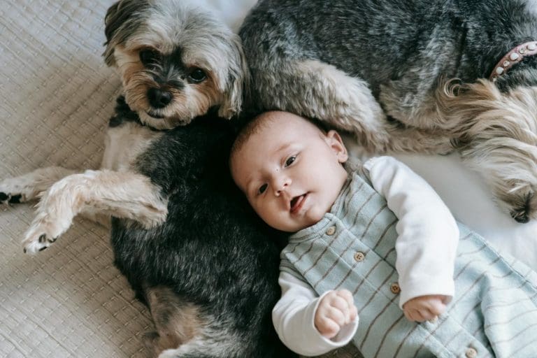 adorable newborn and purebred dog lying on bed